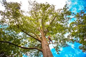 Swepsonville, NC  Tree Services Company